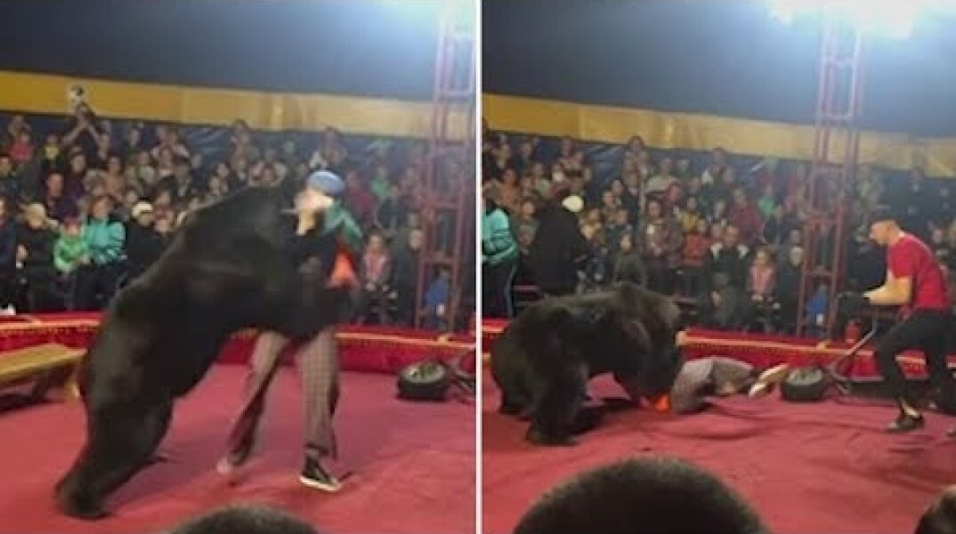 Circus bear attacks trainer in Russia