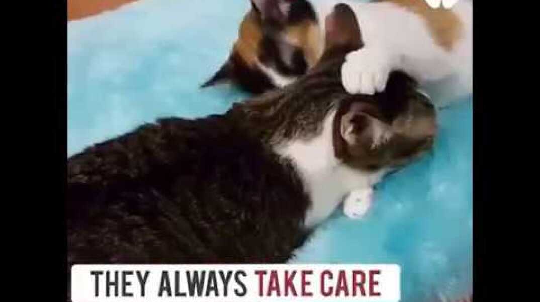 These two disabled rescue kitties are the best friends ever | World Most Funnies Clips