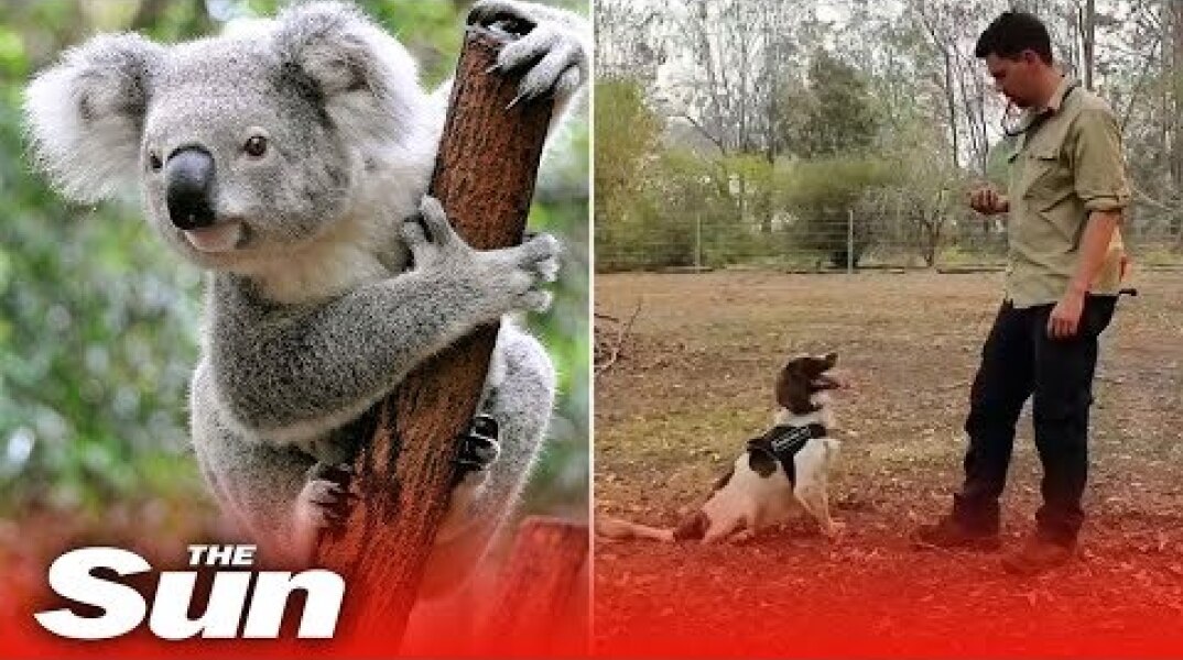 Meet koala sniffing dog ‘Taylor’ - the animal lifesaver in Australia bushfires