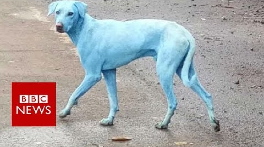 Mumbai's blue dogs- BBC News
