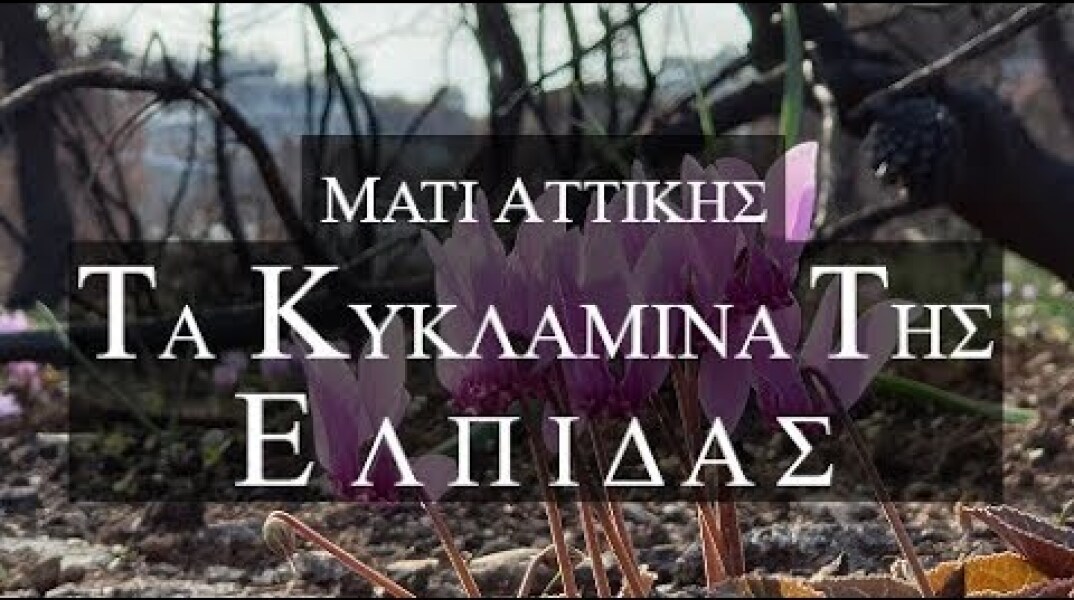 Μάτι Αττικής. Τα Κυκλάμινα της ελπίδας και της αισιοδοξίας απο ψηλά. Up Drones