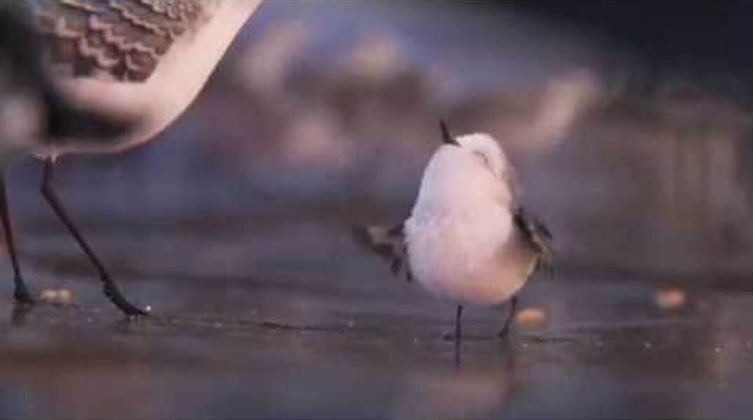 PIPER | First Look | Official Disney UK