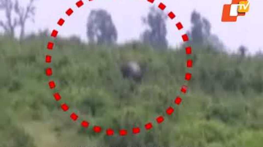 Jumbo mistake! Youth taking selfie with elephant gets trampled