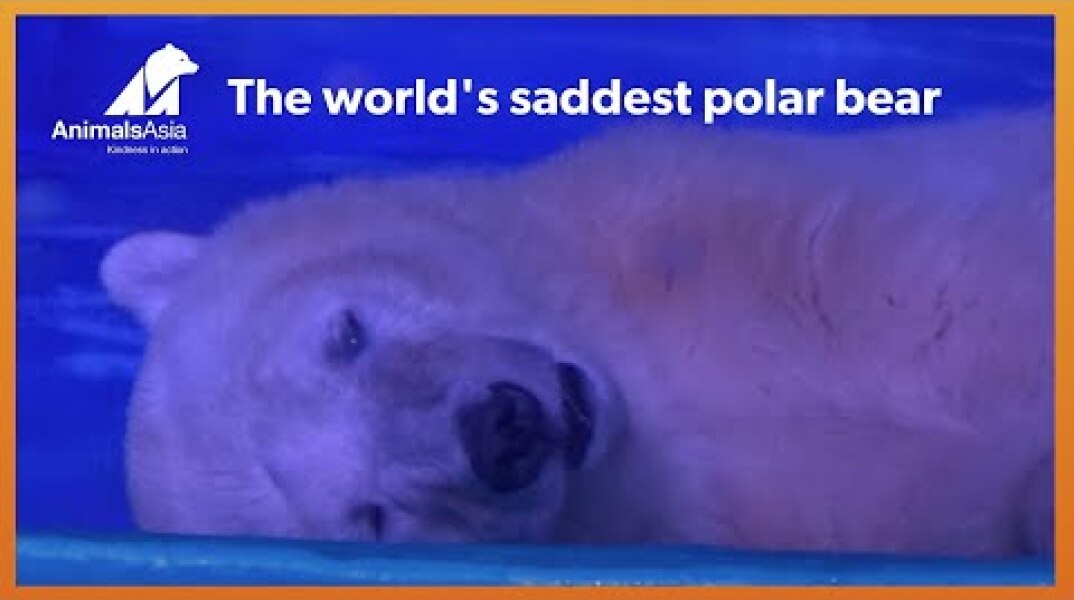 The tragic bear that suffers for selfies