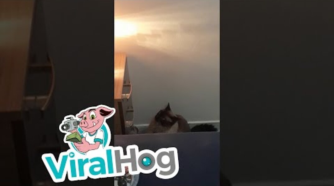 Cranky Cat Turns Off Phone Alarm || ViralHog