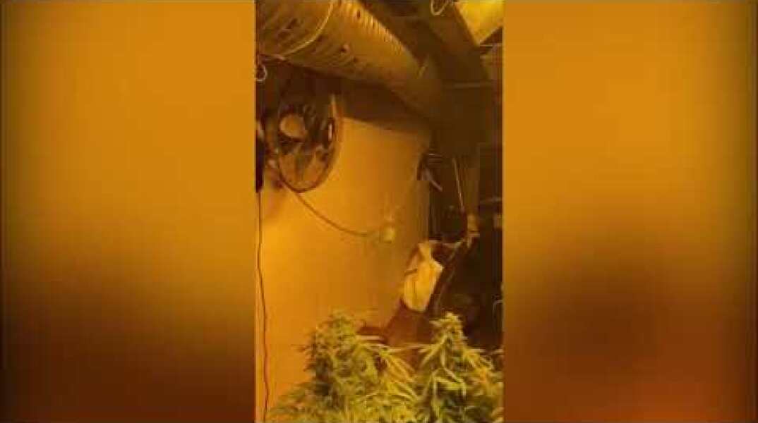Εντοπίσθηκε πλήρως οργανωμένο και εξοπλισμένο εργαστήριο-φυτώριο υδροπονικής καλλιέργειας κάνναβης