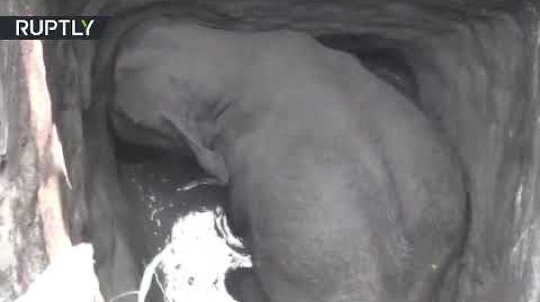 Trapped elephant freed by locals following risky rescue op