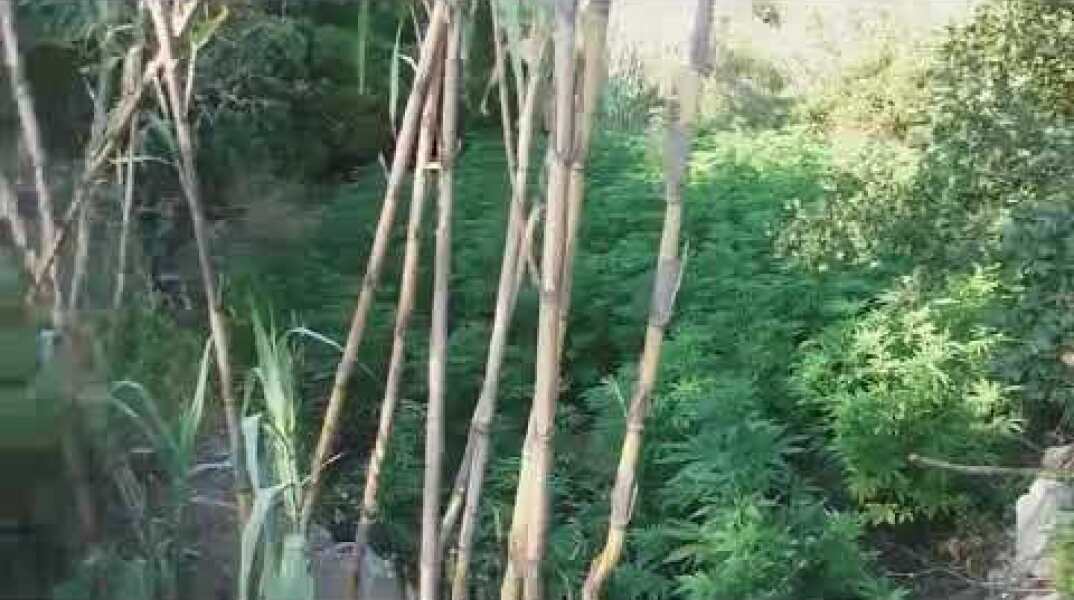 Εντοπισμός φυτείας δενδρυλλίων κάνναβης