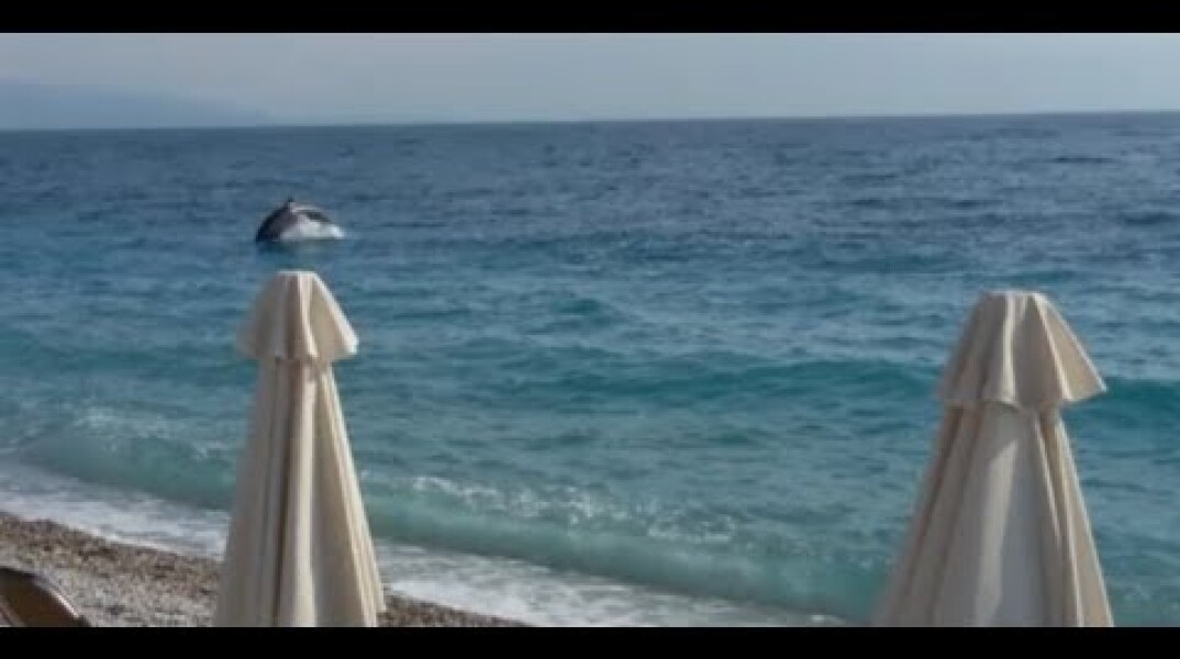 Δελφίνια στην παραλία της Ακράτας - Dolphins play near the beach