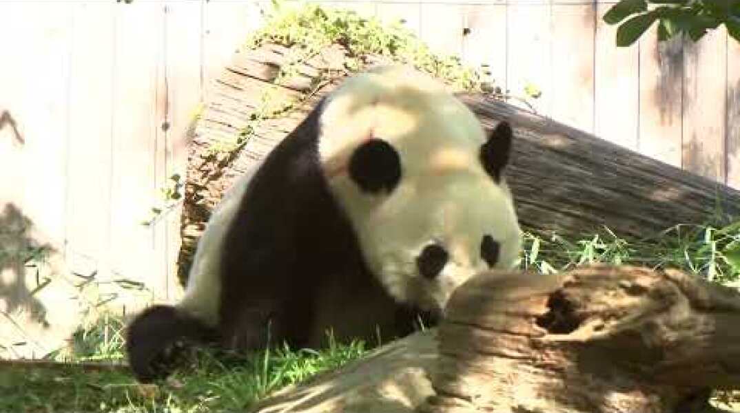 Watch Live Pandas: Bei Bei the panda celebrates 4th birthday at National Zoo in Washington