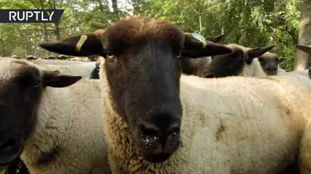 German shepherds march their livestock across Berlin