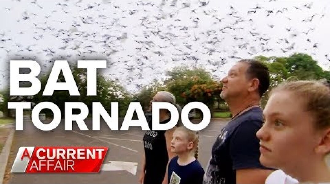 Queensland town under siege by bat invasion | A Current Affair