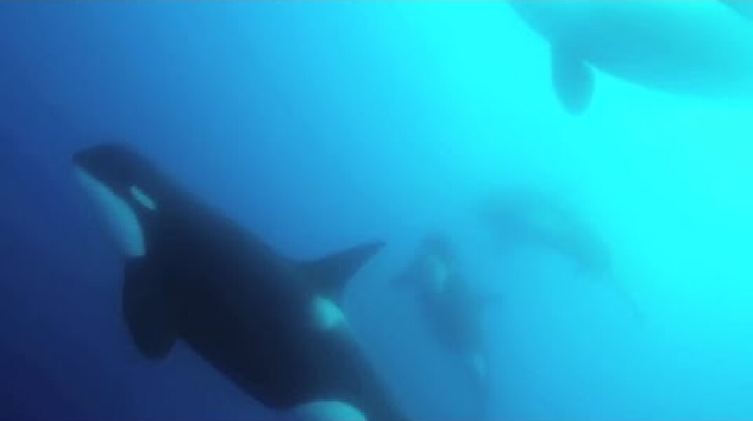 Scientists find new type of killer whale off Chile