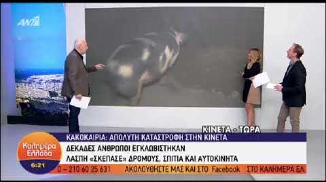 Θηλυκό γουρούνι κυνηγά τον ρεπόρτερ του Παπαδάκη! Τον δάγκωσε! Ούρλιαζε στον αέρα!