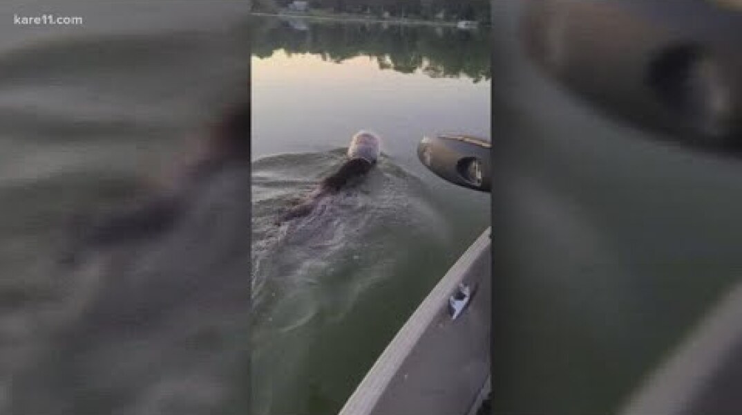 Swimming bear rescued from Wisconsin lake