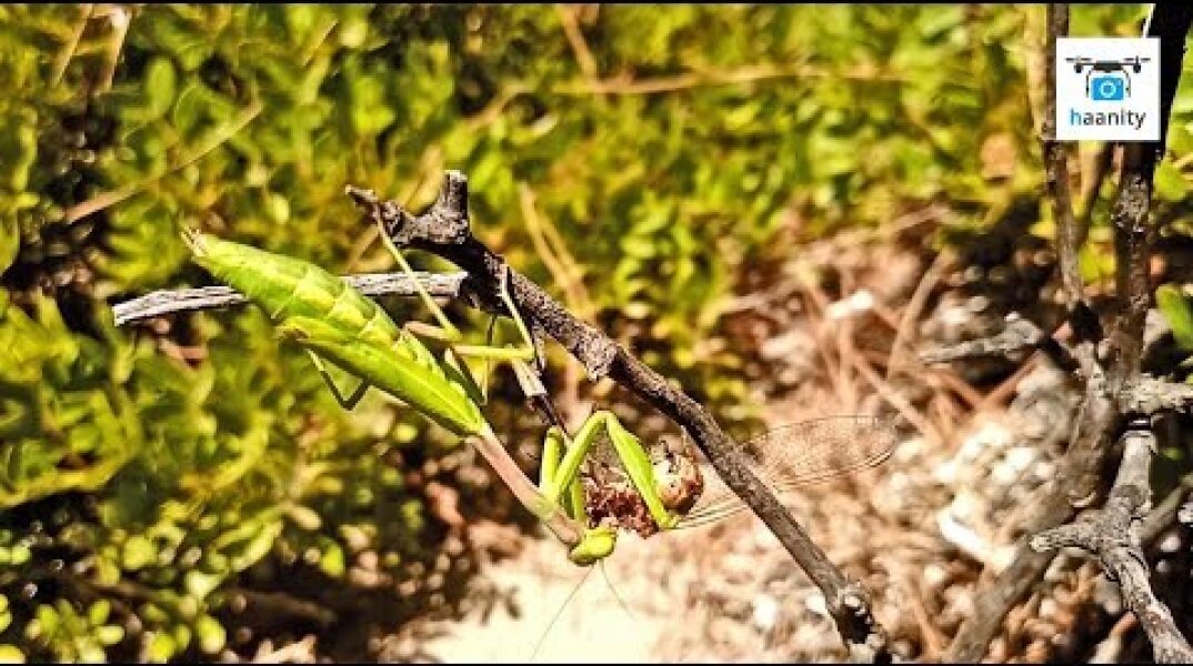Άγρια Ελληνική Φύση: Αλογάκι της Παναγίας καταβροχθίζει ελικοπτεράκι σε ένα ανατριχιαστικό βίντεο