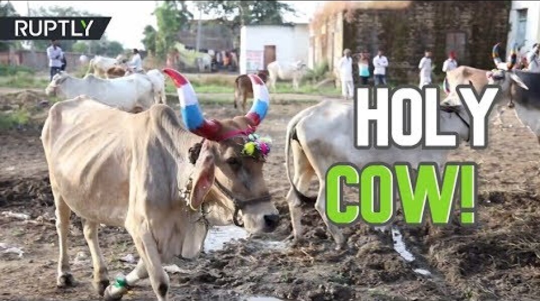 Hindus trampled on by cows in udderly bizarre ritual