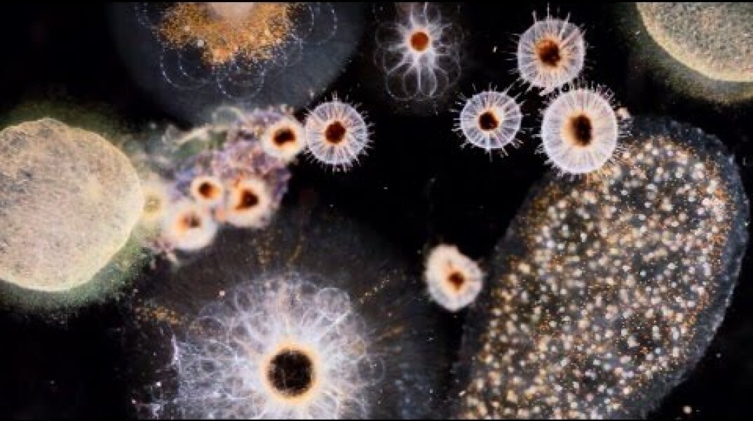 "Manta Ray" by J. Ralph & Anohni (F.K.A. Antony) - Original Song From Racing Extinction  - VIDEO