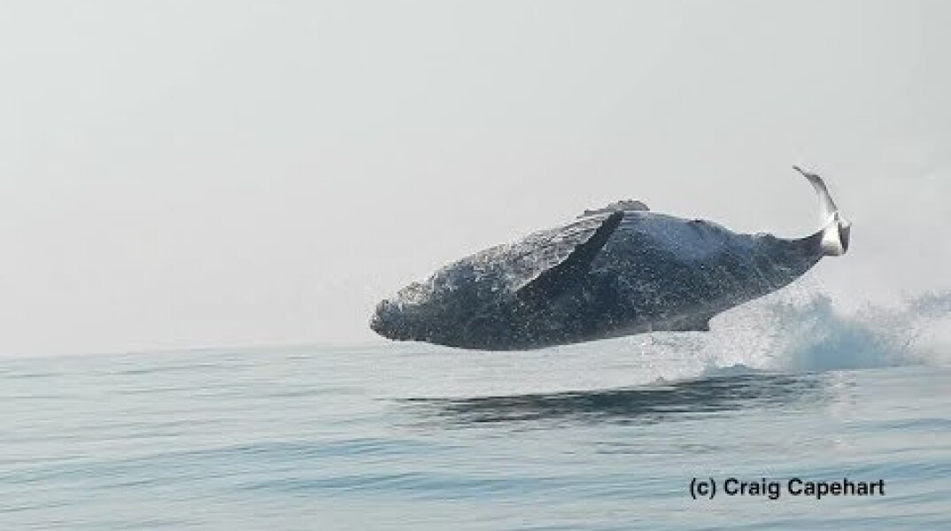 40 Ton Humpback Whale Leaps Entirely Out of the Water!  A Video by Craig Capehart
