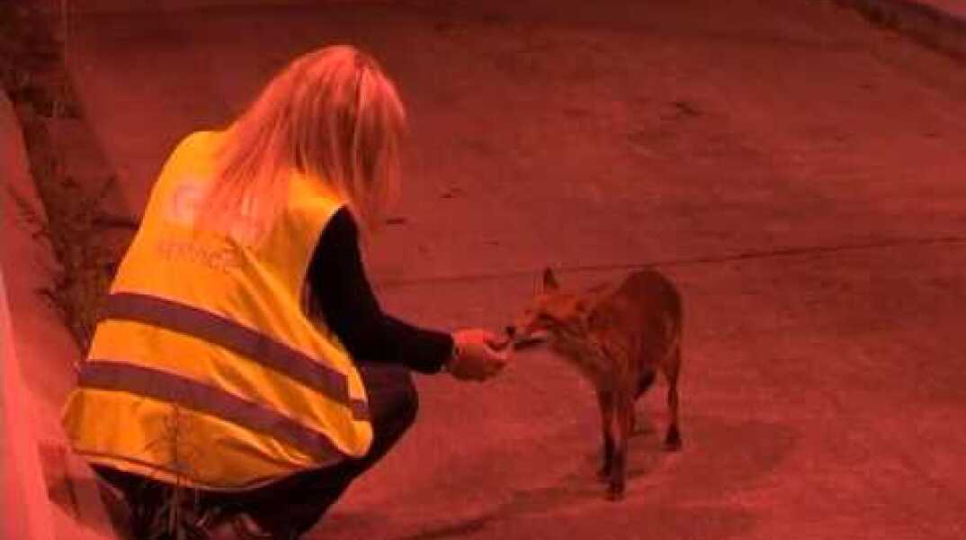 Η ΑΛΕΠΟΥ ΣΤΑ ΔΙΟΔΙΑ