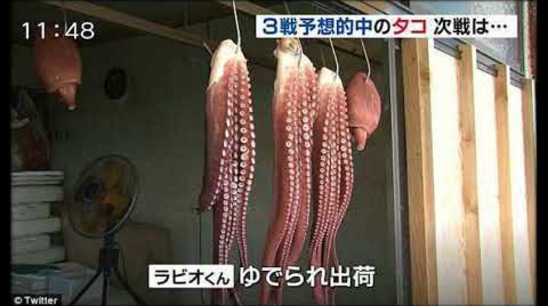 'Psychic' octopus killed and chopped into seafood despite correctly guessing Japan's World Cup group