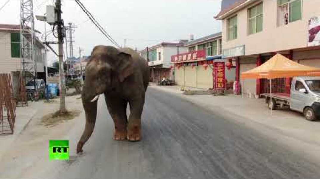 Trying to blend in? Elephant casually strolls through city in China