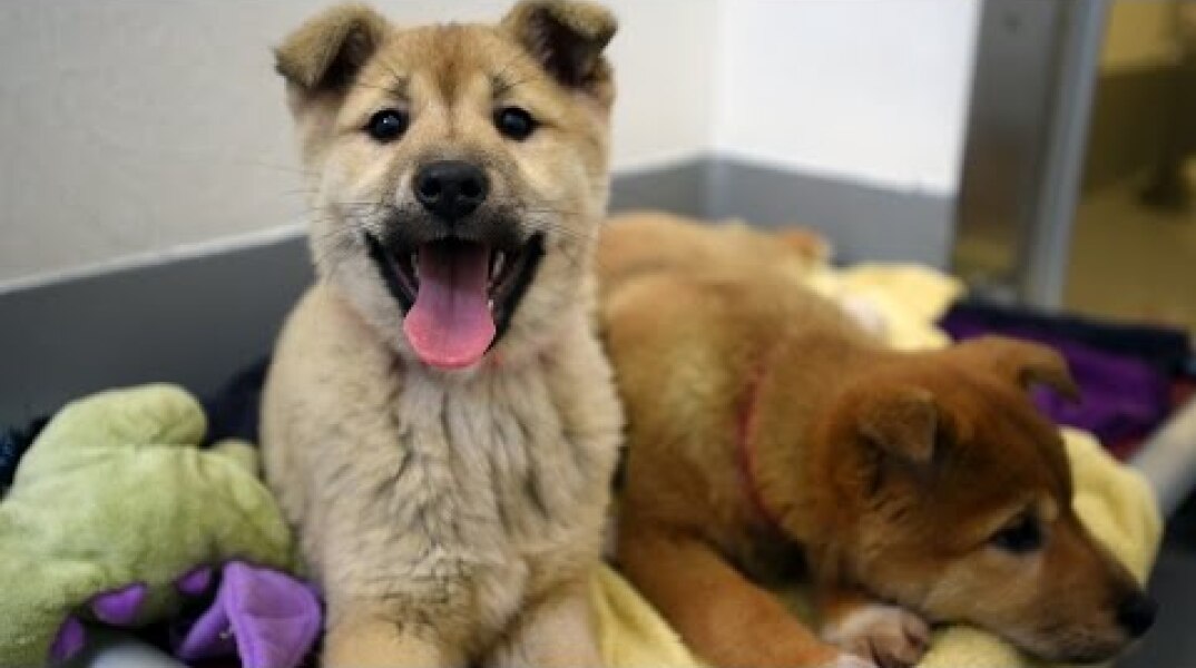 57 Dogs Rescued from South Korea Dog Meat Farm