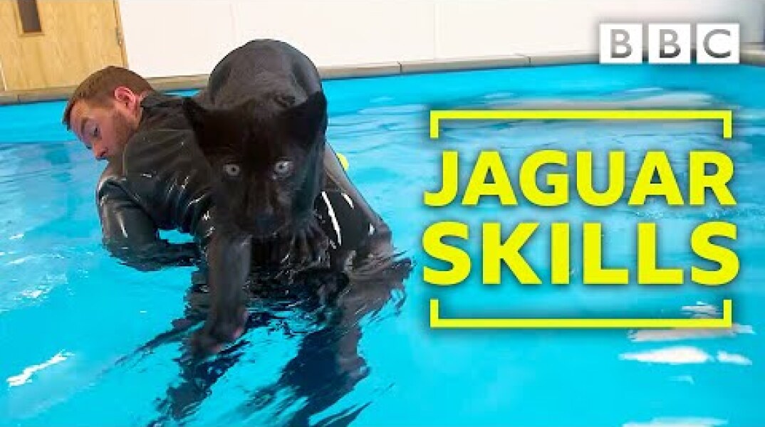 Baby jaguar's very first swim - BBC