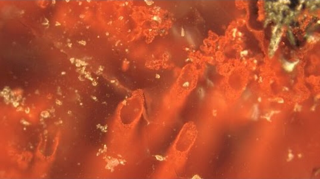 World's oldest fossils unearthed - UCL (short version)