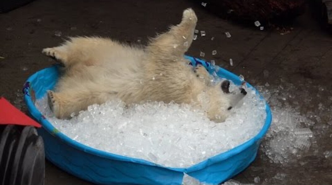 Nora the polar bear plays in kiddie pool filled with ice