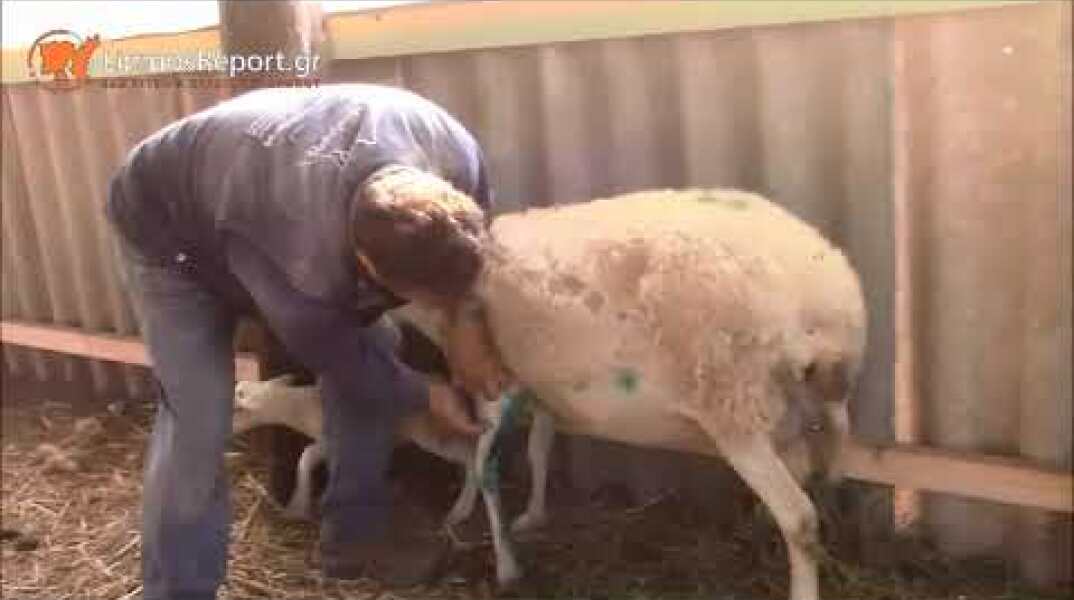 LimnosReport web tv: Πρωτοφανές Ελάφια επιτεθήκαν σε πρόβατα στη Λήμνο