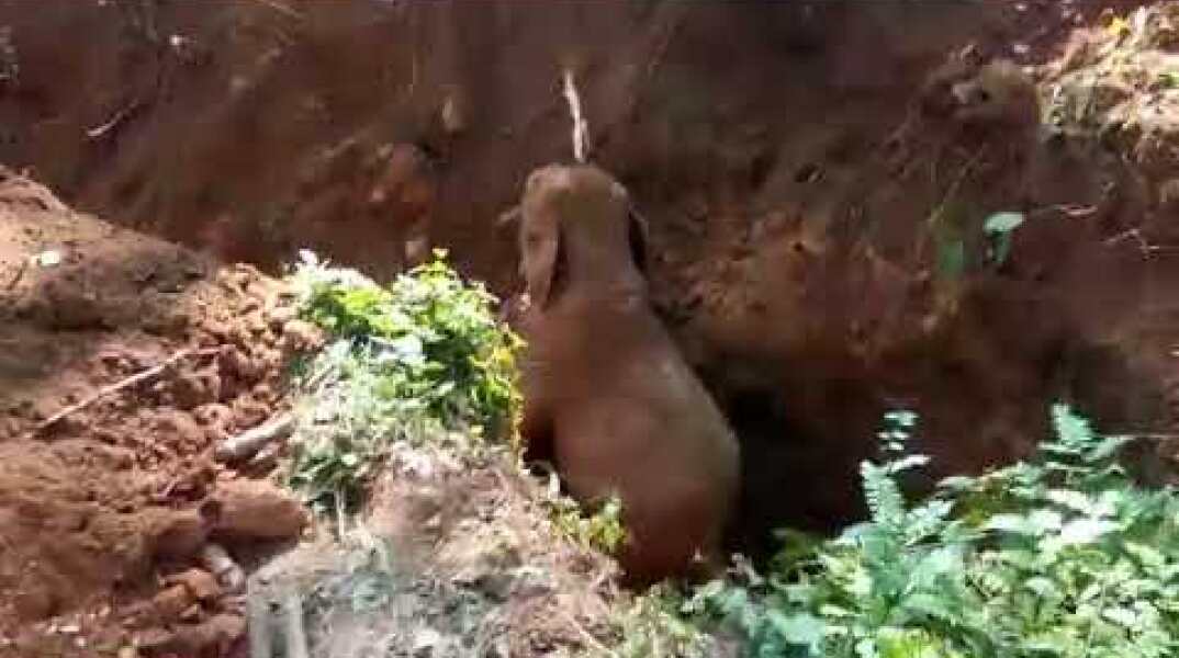 Wild Elephants salutes the men who rescued their baby elephant from a ditch
