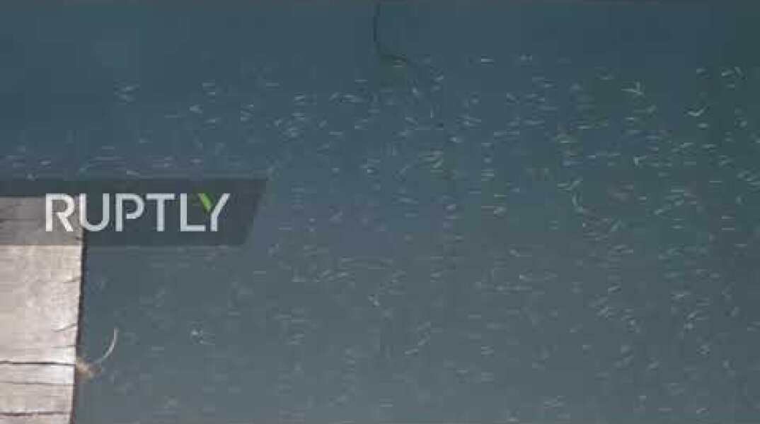 Venice canals run clear again in unexpected silver lining of coronavirus lock-down measures