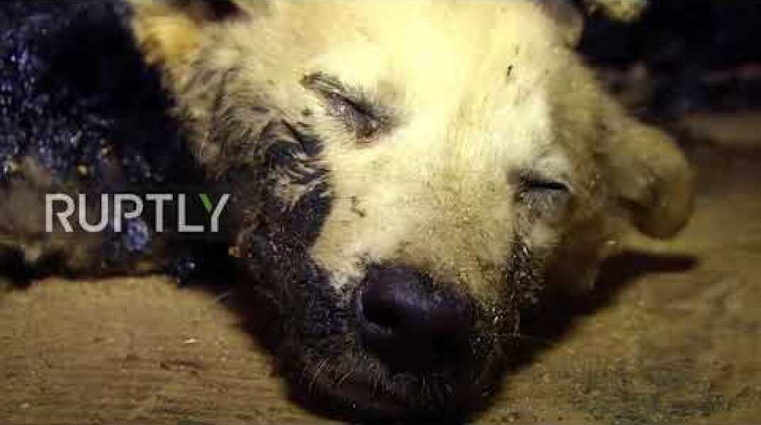 Watch touching rescue of three PUPPIES from stifling sludge
