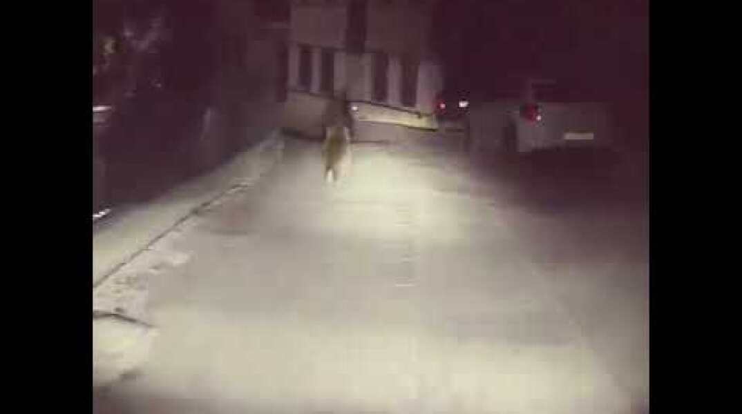 ΒΙΝΤΕΟ-Συνάντηση με  μια αρκούδα, σε κεντρικό δρόμο του Μετσόβου!