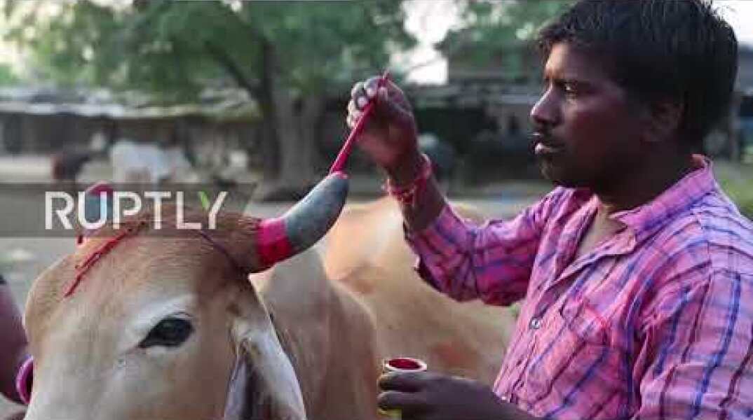 India: Moo-ve out the way! Villagers trampled by cows in udderly bizarre ritual