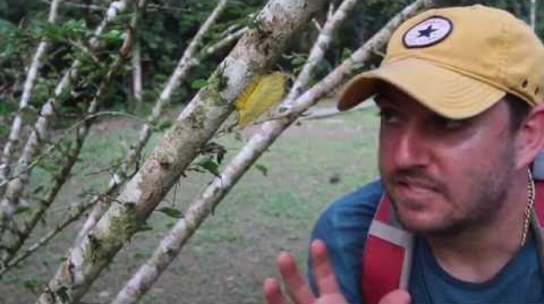 I Found Donald Trumps Hair In The Peruvian Amazon (Trumpapillar)