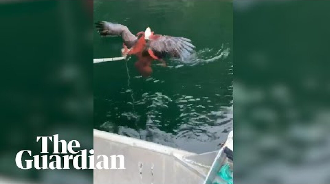 Octopus captures eagle that tried to attack it