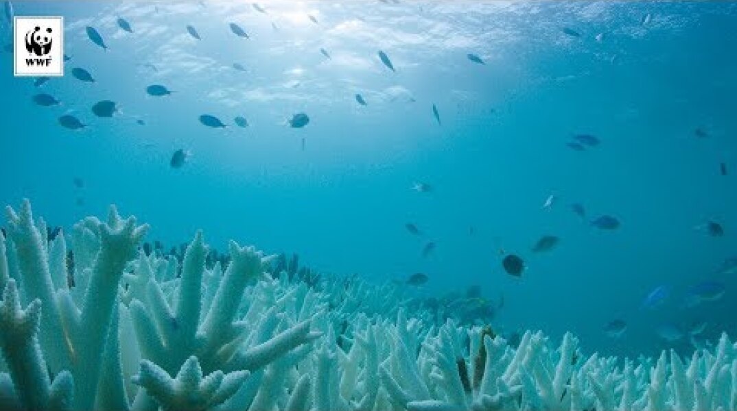 Mass Coral Bleaching of the Great Barrier Reef | WWF-Australia