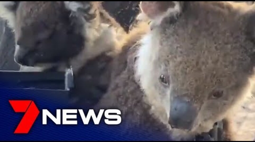 Rehydrating koalas on Kangaroo Island | South Australia | 7NEWS