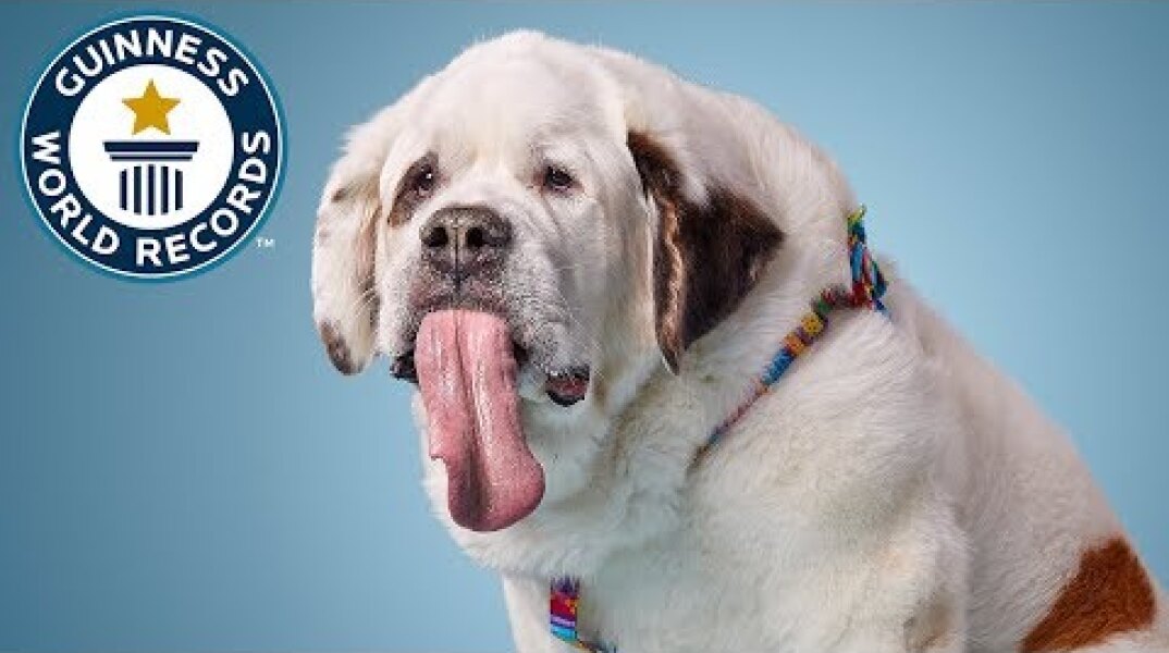 Dog with the longest tongue - Guinness World Records