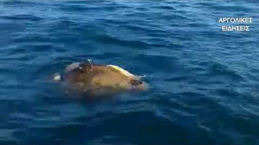 ΕΡΩΤΑΣ ΣΤΗ ΘΑΛΑΣΣΑ ΤΗΣ ΑΡΓΟΛΙΔΑΣ 13/5/2018