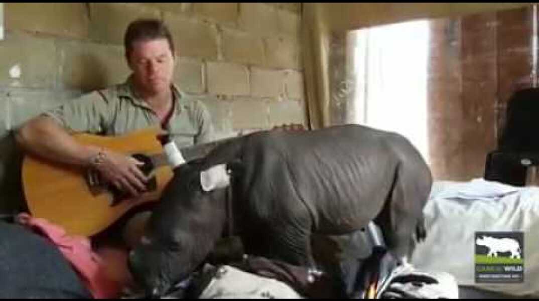 Baby Rhino Falls Asleep While Being Serenaded By Guitar