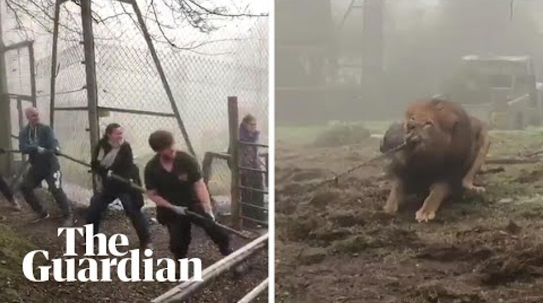 Tug-of-war with a lion? Dartmoor zoo offers 'cruel' challenge