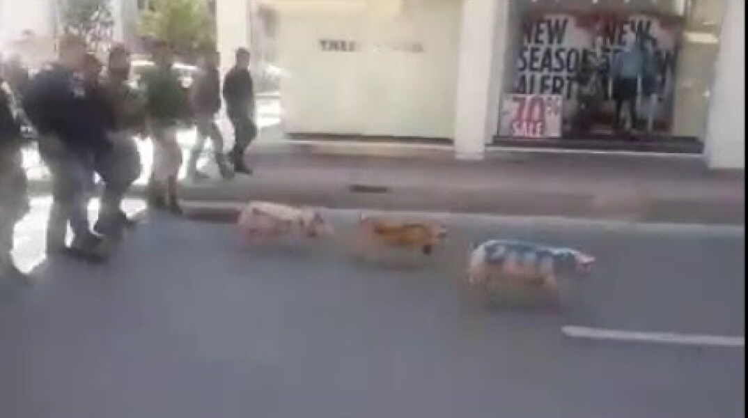 Ρέθυμνο: Πορεία με γουρούνια στο κέντρο της πόλης!