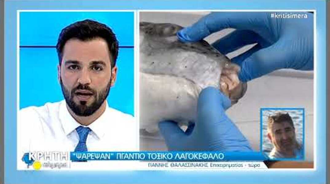 ΄Ψάρεψαν΄΄ Γιγαντιαίο τοξικό λαγοκέφαλο