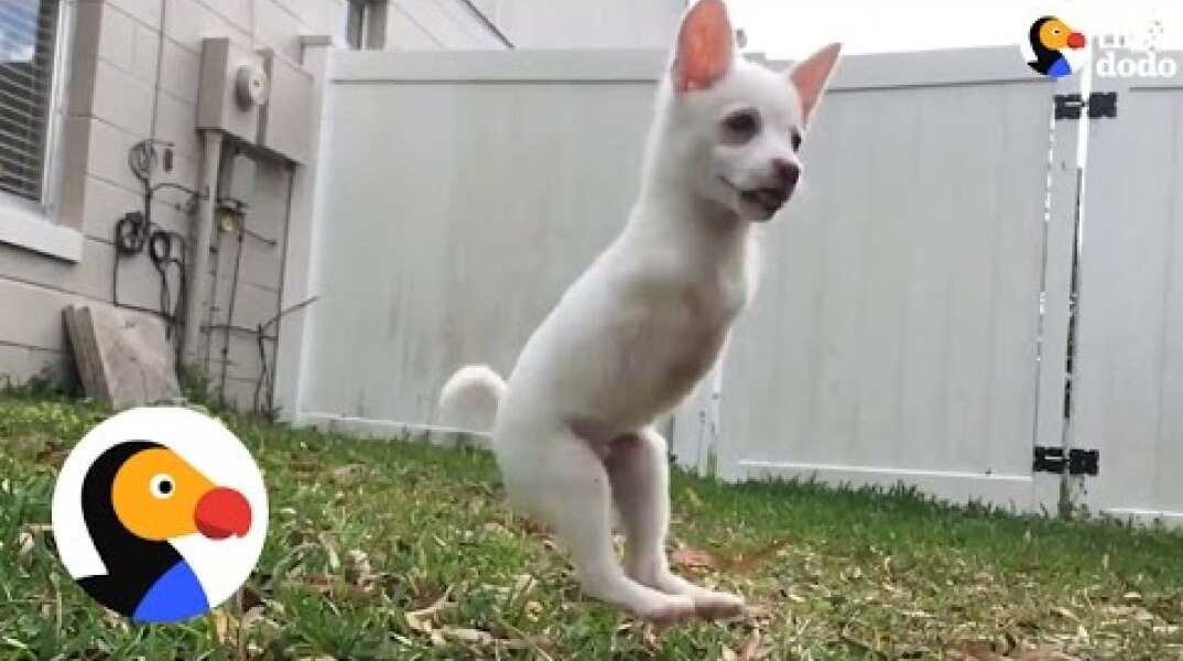 Puppy Born Without Front Legs Can Jump SO High | The Dodo