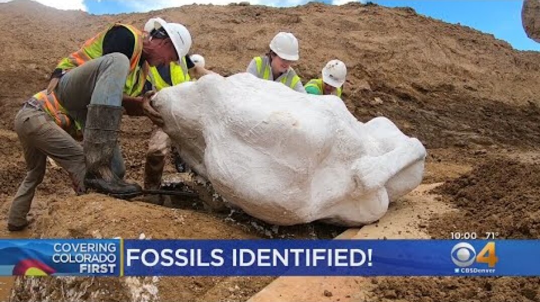 Dinosaur Fossils Revealed To Be Triceratops