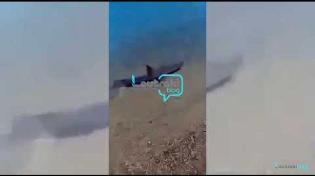 Καρχαρίας  "κόβει βόλτες" στο Καλαμάκι Κορινθίας