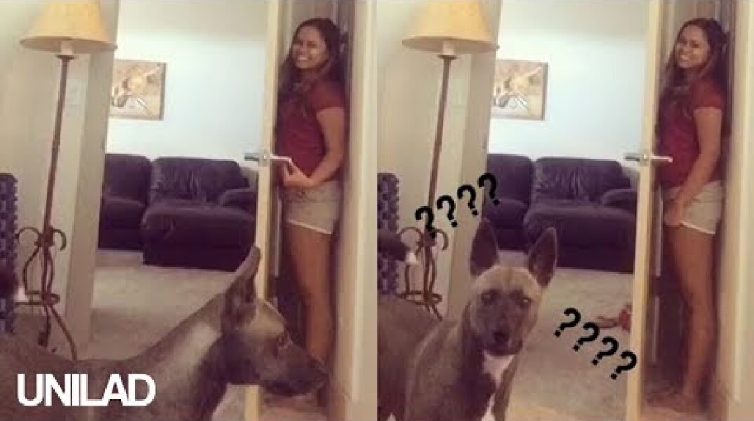 Dog Plays Hide & Seek With His Owner